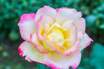 Close up photo of the rose flower.