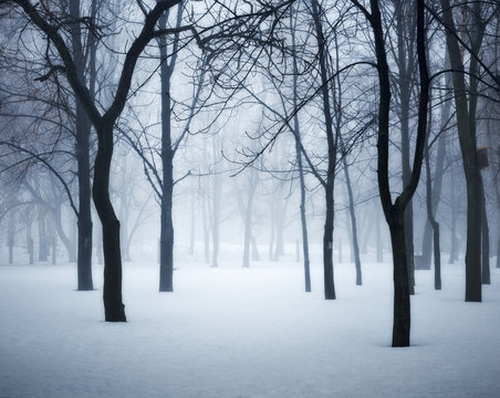 Fototapeta Winter forest in fog. Foggy trees in the cold morning. Enchanted misty woods. Beautiful mystical landscape with dark forest and white snow. Nature background