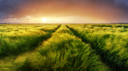 Fototapeta na wymiar Wheat field green grass landscape sunset