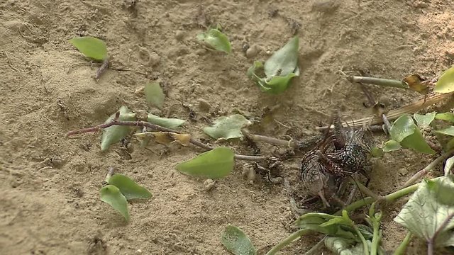 Crickets fighting in the field