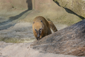 Naklejka na ściany i meble Nasenbär im Zoo