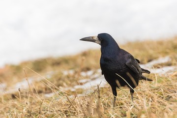 A Raven Checking the Surroundings
