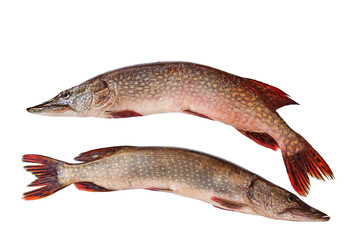 Two raw pike isolated on white background.  Fresh and healthy fish. Uncooked raw fish. Healthy food