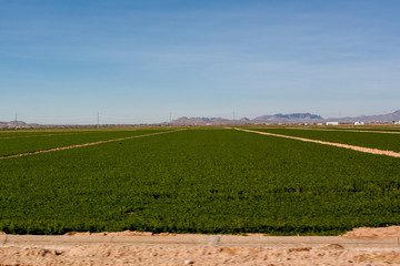 Arizona alfalfa field with flood irrigation on a sunny day. - obrazy, fototapety, plakaty