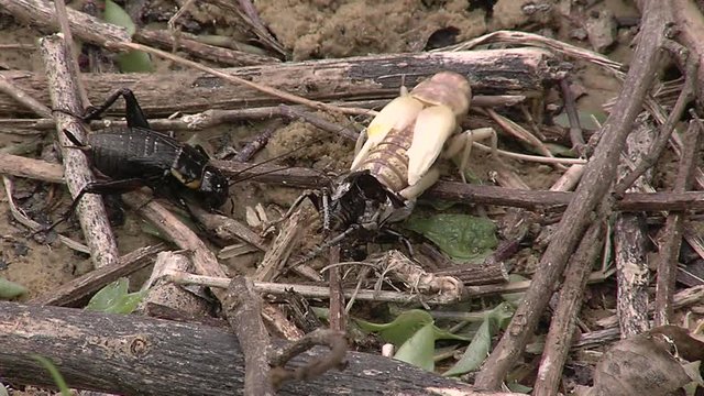 Crickets moulting the exoskeleton