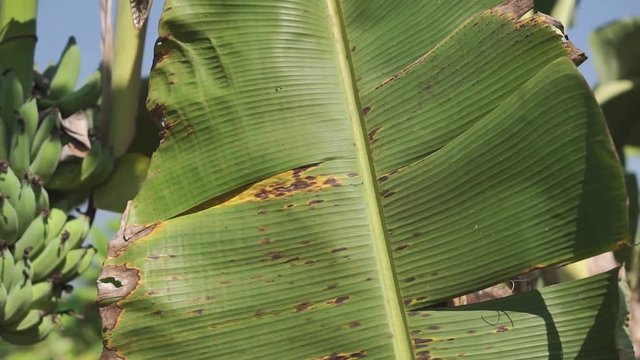Green banana on banana tree