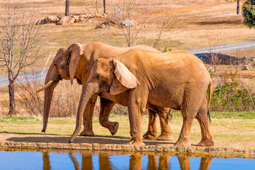 Fototapeta na wymiar Two elephants walking near a pond