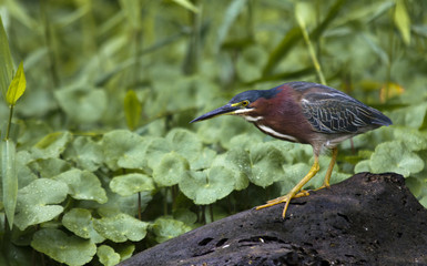 Reiher Costa Rica