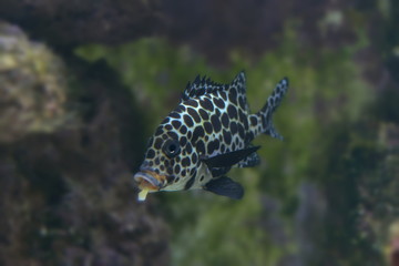 Fische im Korallenriff