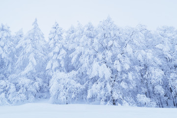 Fototapeta na wymiar snow forest in Japan