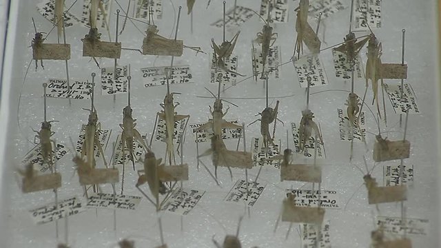 Insect taxidermy