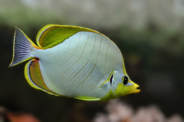 Naklejka premium Fische im Korallenriff