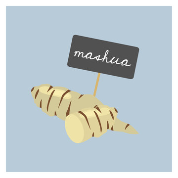Vector Vegetable - Mashua