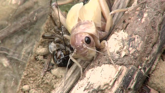 Crickets moulting the exoskeleton