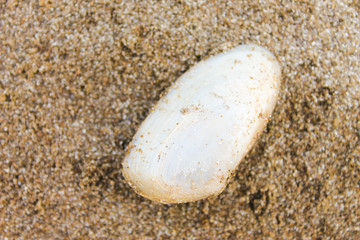 Clam in The Sand Beach