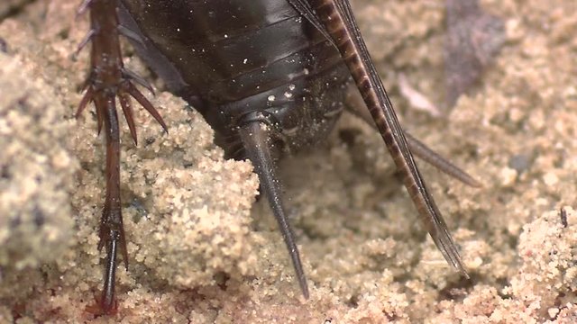 cricket egg laying