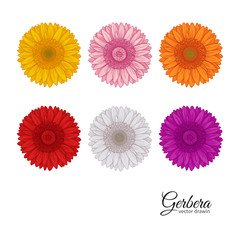 Gerbera.