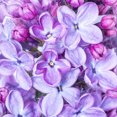 Purple Lilac Flowers Background