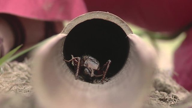 Crickets fighting in the field