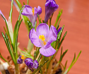 Violet mauve crocus flowers green plant bulbs, wood background