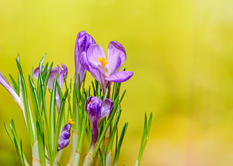 Violet mauve crocus flowers green plant, yellow bokeh background