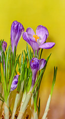 Violet mauve crocus flowers green plant, yellow bokeh background