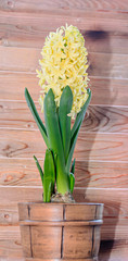 Yellow Hyacinthus orientalis, garden hyacinth flowers bulb, wooden background