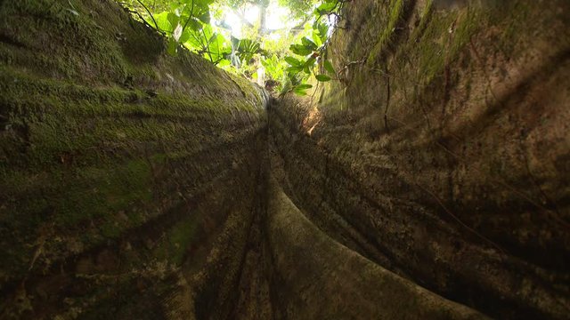 Kapok Tree - Root - Amazon - Pan,
Yasuní National Park, Amazon Rainforest, Ecuador