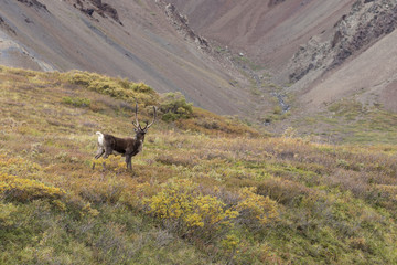 Barren Ground Caribou Bull in Velvet