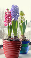 Pink, blue and white Hyacinthus orientalis, garden hyacinth flowers, bulbs in colored flowerpot, window light