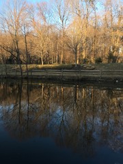 late winter pond reflections