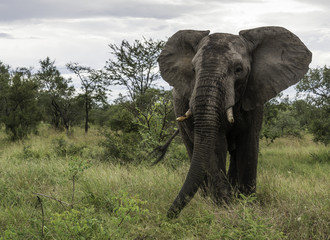 Fototapeta na wymiar big elephant in kruger park