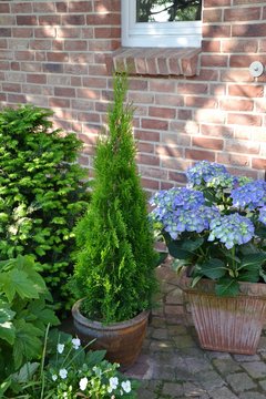 Thuja occidentalis Smaragd Hauseingang