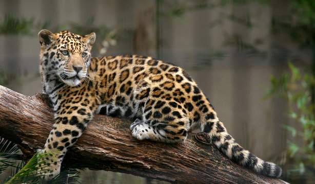 Fototapeta Jaguar