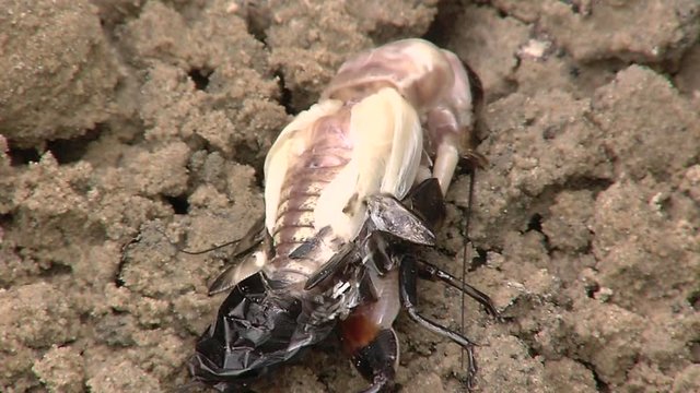 Crickets moulting the exoskeleton