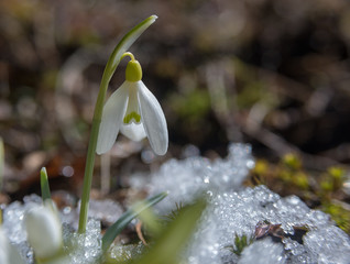 Snowdrop in nature