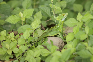 Stirnlappen-Basilisk - Basiliscus plumifrons