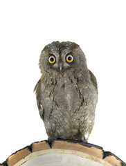 European scops owl