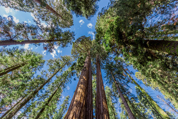 Sequoia National Park - Huge Redwood Sequoia Trees, California