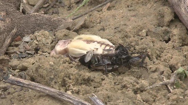 Crickets moulting the exoskeleton