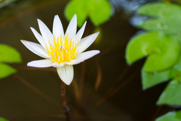 White lotus