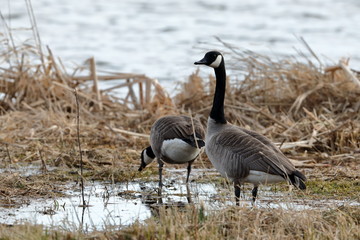 Kanadagans  © hecke71