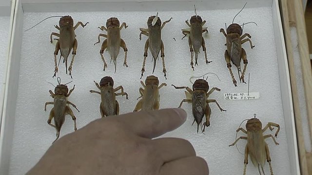 Insect taxidermy