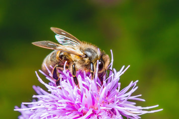 Honey Bee Pollinating Agrimony Flower
