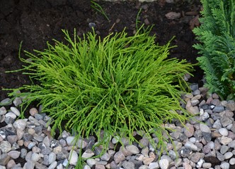 Chamaecyparis pisifera Sungold 1