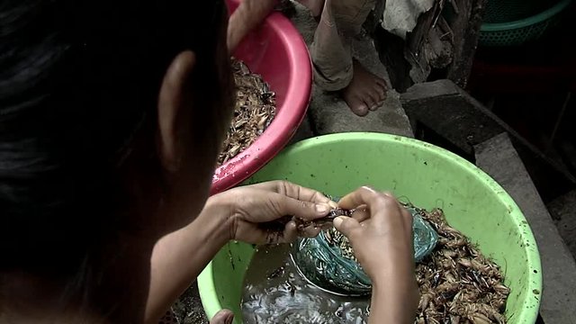 Street market in Cambodia. Selling insects as snack