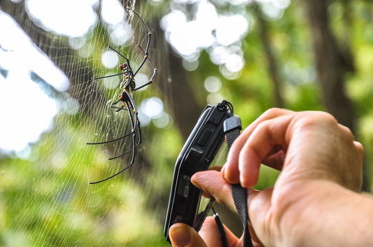 Traveler taking pictures of a large tropical spider