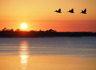 Pelicans Fly Over the Bay as the Sun Set