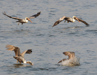 Fototapeta na wymiar Sequenial Frames of Brown Pelican Diving Into the Ocean