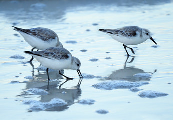 Three Sanderlings Forage on the Shore In the Early Morning Light